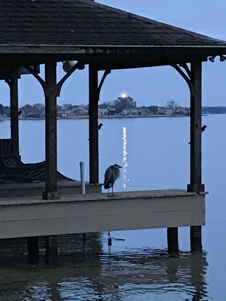 Lake Conroe Condos & Homes For Lease All Area Listings